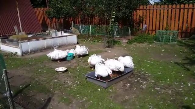 Гусята Ленточных гусей.Россия. смотреть онлайн