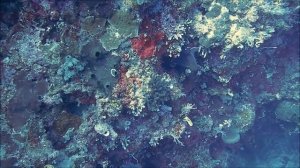 30 МИНУТ ПОД ВОДОЙ  ....  РЫБЫ В МОРЕ И АКВАРИУМЕ