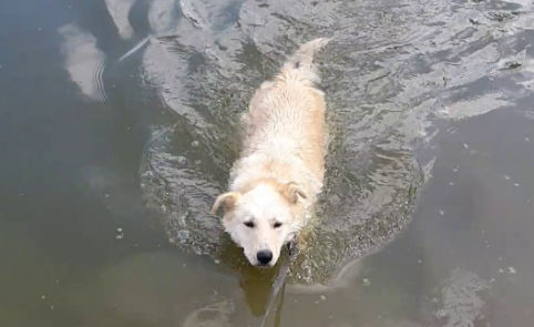 И снова купаемся. смотреть онлайн