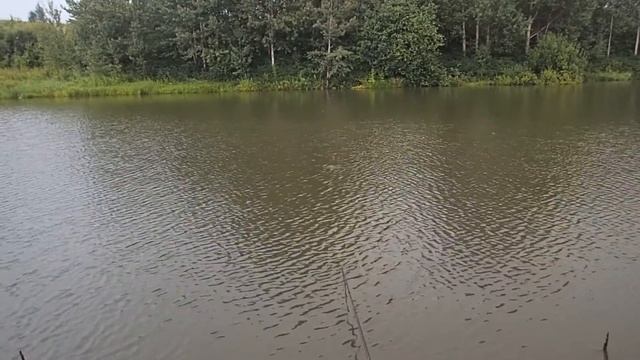 Платный водоём в Рябиновке. 06/07/2017. смотреть онлайн