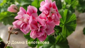 Новинки в моей коллекции пеларгоний.