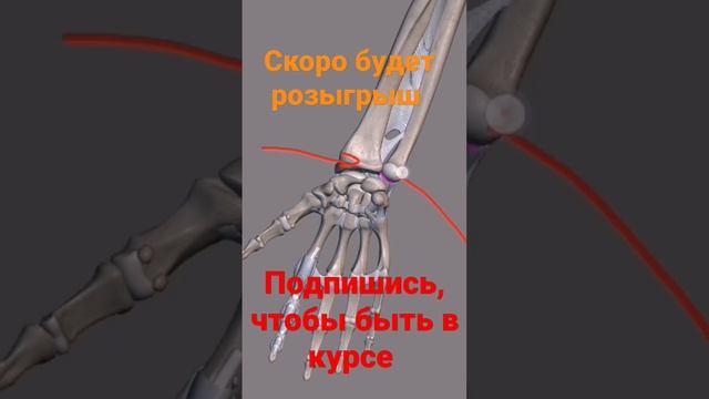 ? Анатомия лучезапястного сустава. #медицина #шортс #анатомия #medicina  #anatomy #учеба #shots