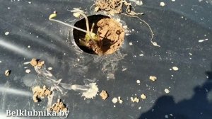 Мини трей. Mini tray. ?Клубника?.Strawberry. Опять обман_!_!_!.mp4