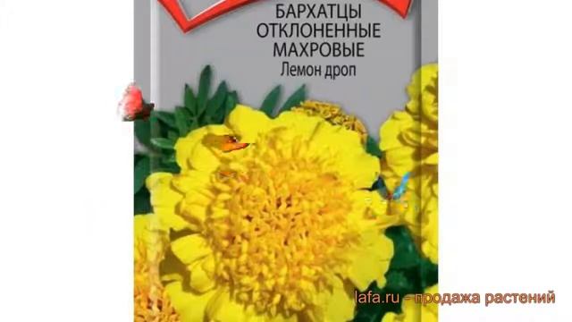 Бархатцы отклоненный Лемон дроп (lemon drop) ? обзор: как сажать, семена бархатцев Лемон дроп смотреть онлайн