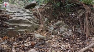 Yummy Cooking Red Fish Soup using spicy recipe for food in forest - Easy Fish Cooking Recipe