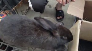 ХАРГУШ #БОЗОР 🐰🐰#Хужанд Бо Нарххои Нав