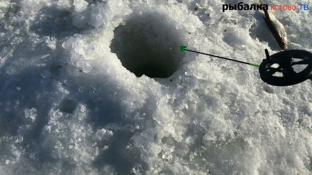 ПЛОТВА В КАЖДОЙ ЛУНКЕ по последнему льду на пруду у дома #shorts. смотреть онлайн