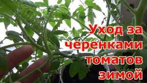 Сохранение черенков гибридных томатов зимой. Какой уход до весны за осенними черенками томатов.