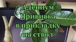 Прививки адениумов. Спрсоб 3-й, прививка в прикладку на ствол. Как приросло? Снимаю повязку 16-02-24