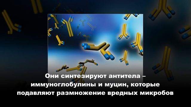 САМАЯ ЧАСТАЯ  ПРИЧИНА  ВОСПАЛЕНИЯ  АППЕНДИКСА