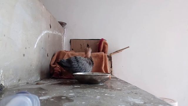 Pigeon baby jumping into nest cute jump