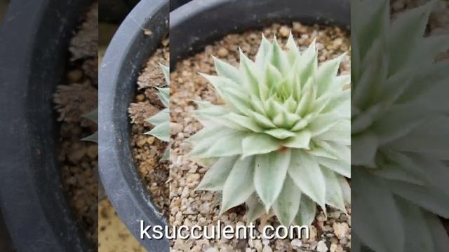 Sempervivum Saxon variegated смотреть онлайн