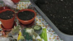 КАК ПОДГОТОВИТЬ ГРУНТ ДЛЯ  КАКТУСОВ . КАК ОМОЛОДИТЬ КАКТУС  ЧАСТЬ  2