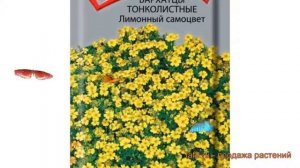 Бархатцы тонкая Лимонный самоцвет ? обзор: как сажать, семена бархатцев Лимонный самоцвет