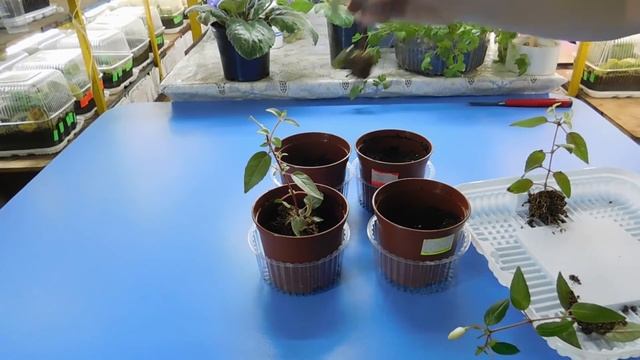 ФУКСИЯ ХОРОШО ЧЕРЕНКУЕТСЯ И ПРИЖИВАЕТСЯ В ВЕРМИКУЛИТЕ ! ЧЕРЕНКИ В ВЕРМИКУЛИТЕ ! смотреть онлайн