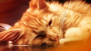 Soothing music for Cat and Kitten ?? (with Cat purring sounds) - Music for Cats - 1 HOUR