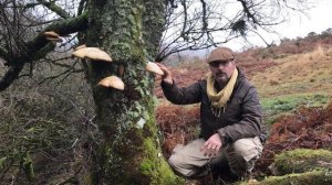 Introducing Birch Polypore