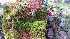 Молодило  -- каменная роза ,почвопокровное растение.