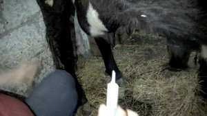 МАСТИТ У КОРОВЫ! ЧЕМ ЛЕЧИТЬ?