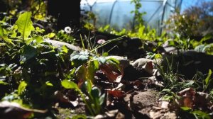 Samsung NX1000 видео тест