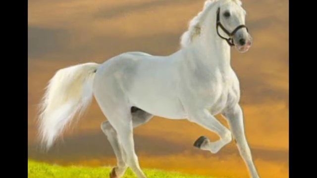 Самые красивые лошади смотреть онлайн