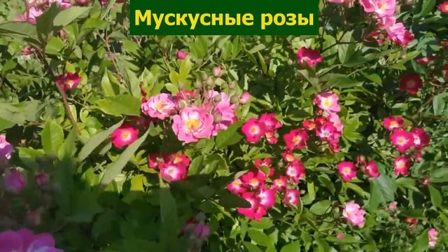 Самые интересные РОЗЫ для НОВИЧКОВ. Продаются через 10 минут после ОТКРЫТИЯ КАТАЛОГОВ!!! смотреть онлайн