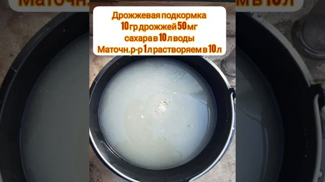 секреты огромного Урожая огурцов