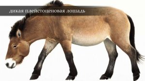 КОСТЁНКИ. ДРЕВНИЕ СТОЯНКИ ЧЕЛОВЕКА #1