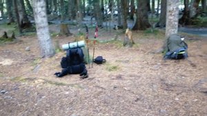 Архыз.. Медведи.. Всё не так как планировали!