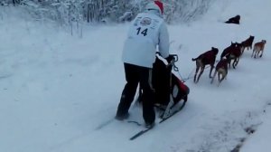 Карелия 2016 Гонки на собачьих упряжках