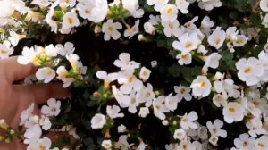 Бакопа. Почему не цветет бакопа?