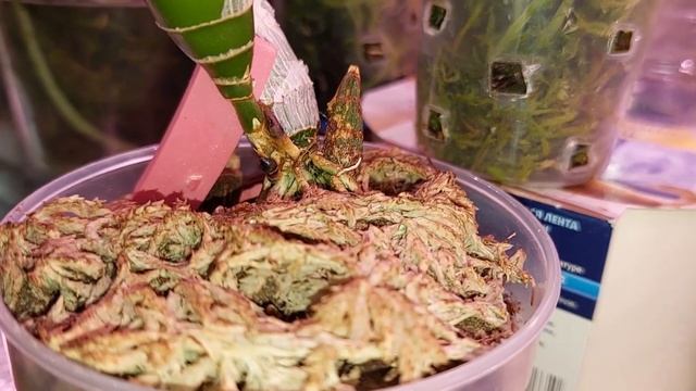 Катасетум проснулся и не может решить, откуда же ему расти. Помочь или не мешать? Орхидея морковка
