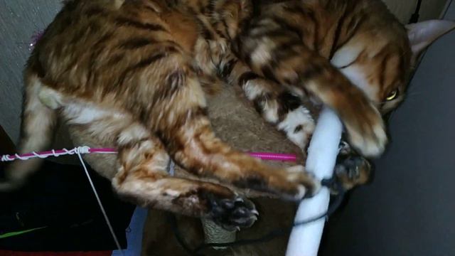 ВЕЛОСИПЕД ТИГРА смотреть онлайн