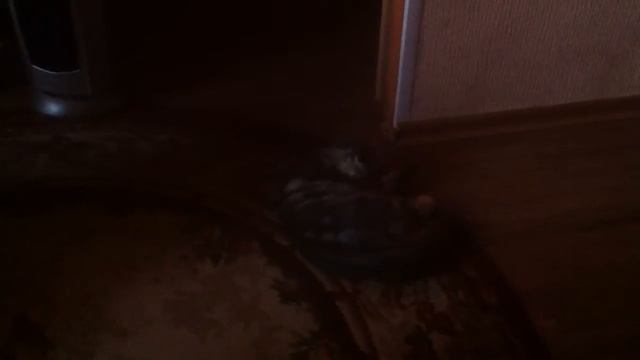 Кошка и валерьянка Последствия ))))) смотреть онлайн