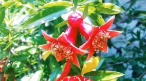 ЦВЕТУЩИЙ ГРАНАТ