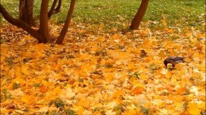 Ковёр из листьев золотой осени