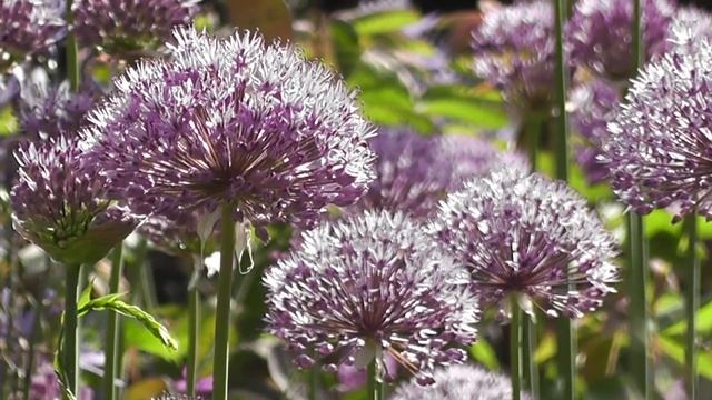 Релакс музыка смотреть онлайн