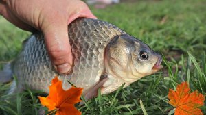 Ловлю без проблем крупного карася в октябре и по многу! Есть пару секретов ловли в этот месяц.