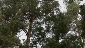 ТЕРЕМОК. Отзыв довольного гостя