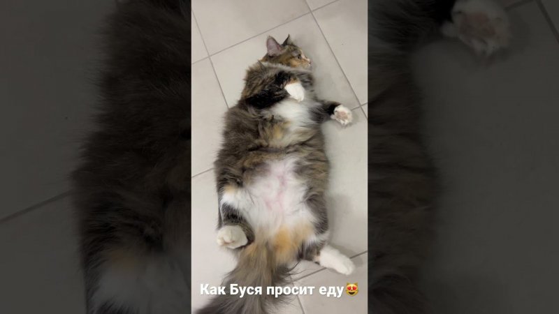 Бусинка просит еду