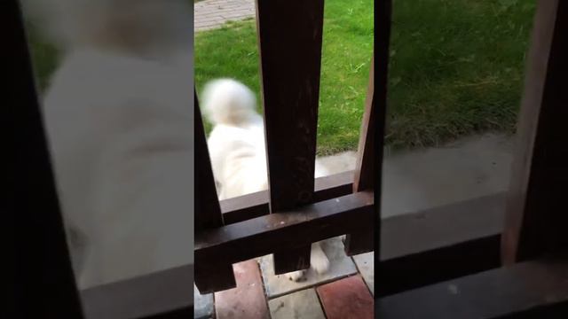 Шпицуля ушёл через забор к соседям🥳: еле как вытащили🤣🤣🤣