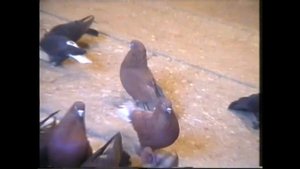 Ждановские голуби 2005 год. Pigeons of Zhdanov 2005.