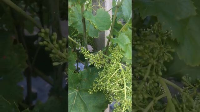 Кишмиш Венгерский - 342, раннее цветение 10мая 2019г.