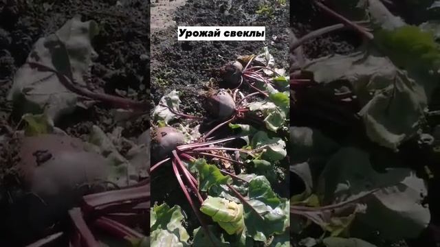 Свеколочка #буяновсыроед #свекла #дача #свекла #овощи #олегбуянов