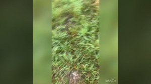 Культуры нет в Орехово-Зуево