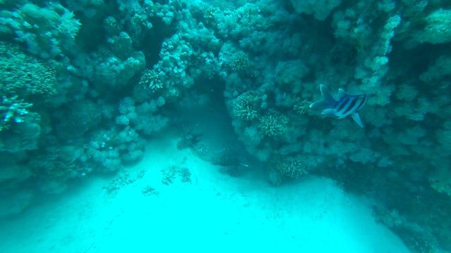 Egypt Safari 2018, Day 1, Check dive смотреть онлайн