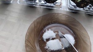 Подкормите сеянцы пеларгонии янтарной кислотой