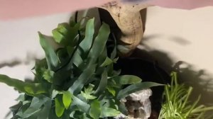 Как Сделать Водопад У Себя Дома / Водопад В Террариуме / How to?