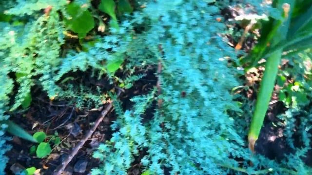 Укореняем Мирикарию смотреть онлайн