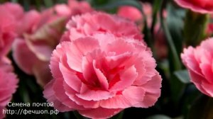 Что посадить на рассаду в декабре и январе  Гвоздика Шабо